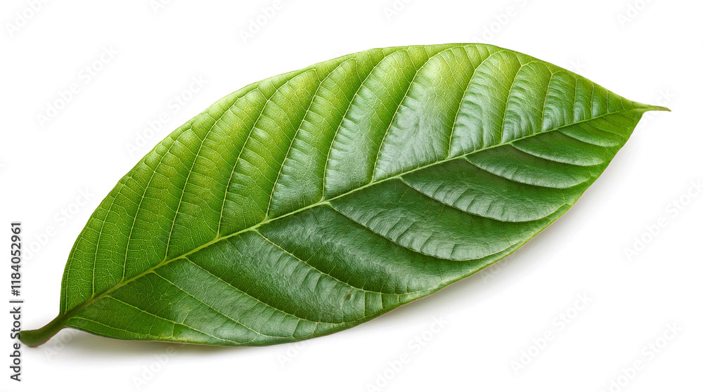 Obraz premium 緑色のカカオの葉（green cocoa leaf on white background） 