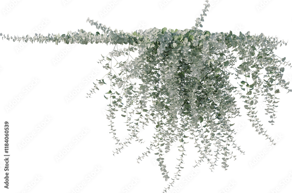 Obraz premium Vine, Ivy, Climbing Plant, Edge Plant Overlay