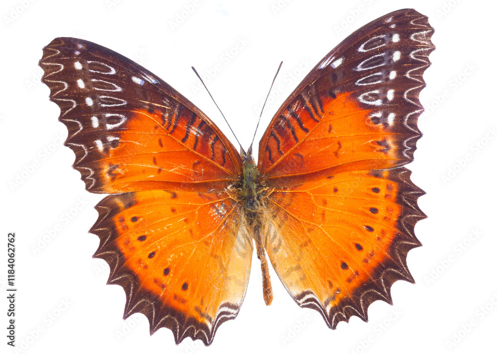 Fototapeta premium Red Lacewing butterfly