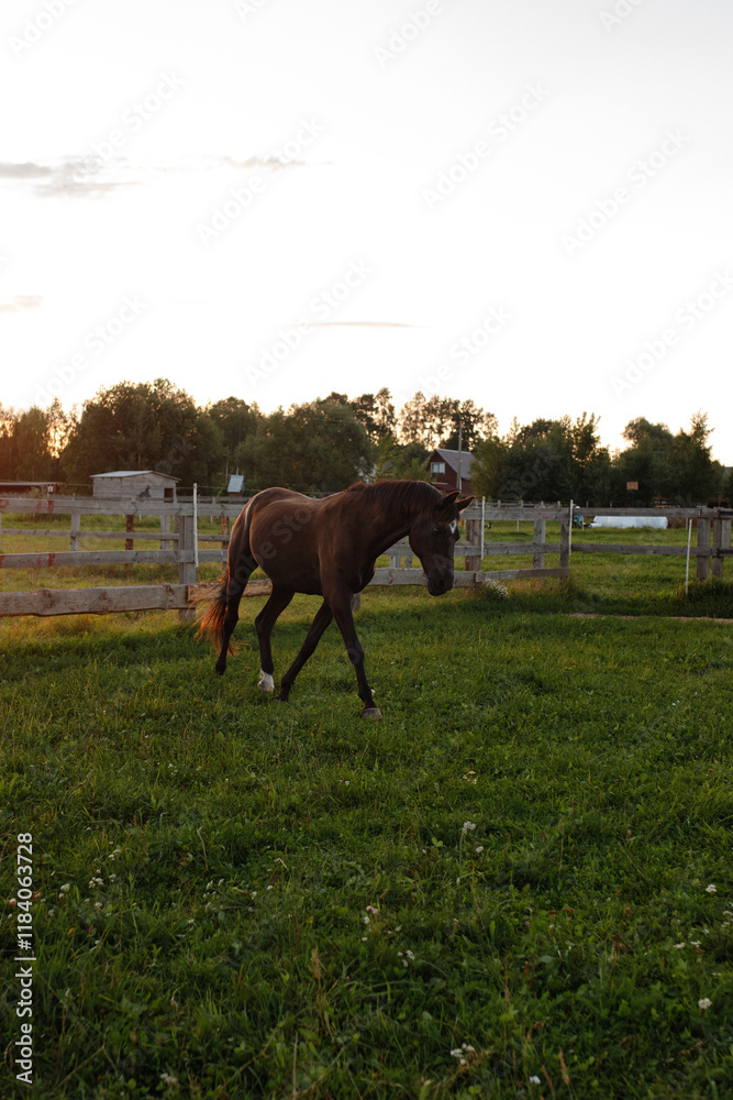 gallopping portrait of the brown horse on the meadow on sunset time gallopping portrait of the brown horse on the meadow on sunset time