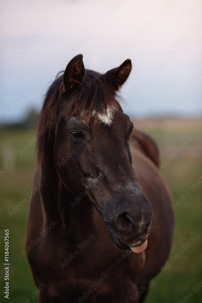 portrait of a brown horse on the meadow on sunset time portrait of a brown horse on the meadow on sunset time