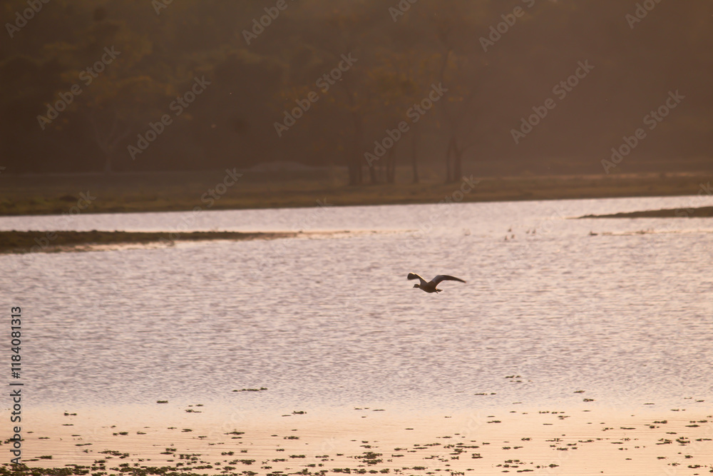 Duck flying close to the pond. Duck flying close to the pond