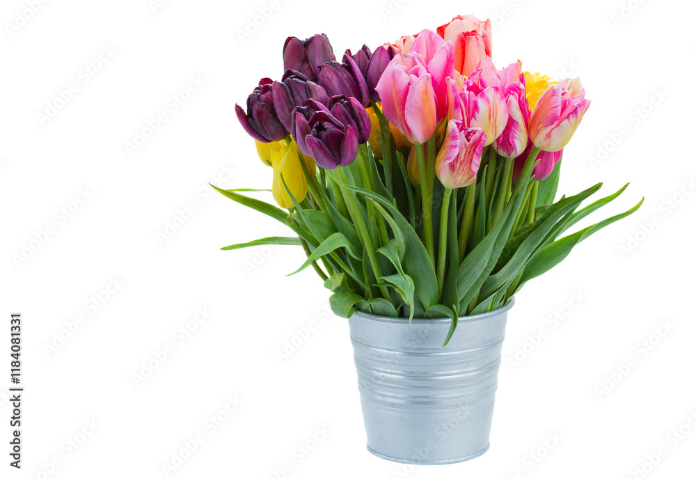 pink and violet tulip flowers in metal pot pink and violet tulip flowers in metal pot