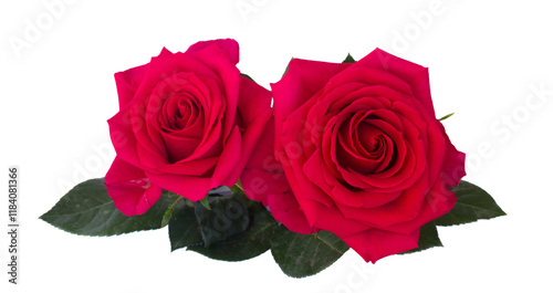 blooming roses isolated on transparent background 