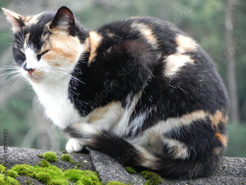 Photography Wild cats