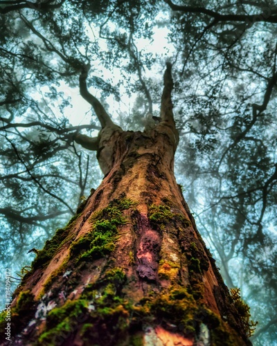 tree in the forest