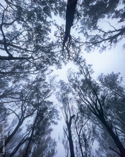 trees in the fog