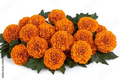 A bunch of bright orange blossoms with rich green leaves, contrasted against a white base photo