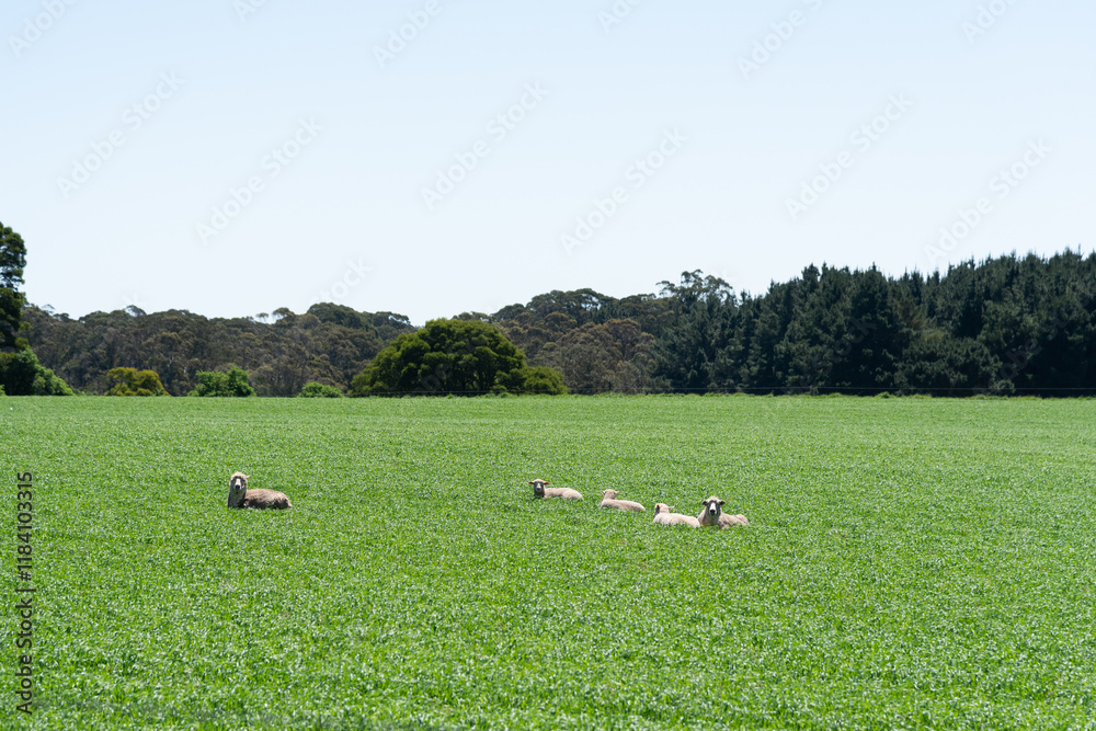 sheep lying down in a green field sheep lying down in a green field