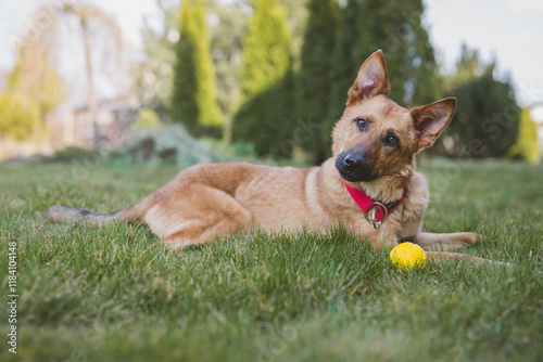 Ginger dog with a red collar is laying on a lawn and making head tilt