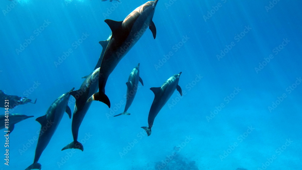 Αυτοκόλλητο Dolphins are aquatic mammals of the cetacean infraorder, belonging either to the dolphin family