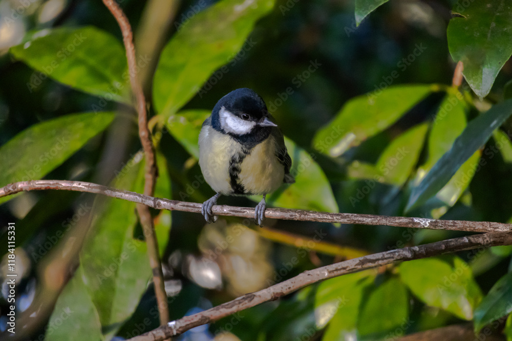 Great Tit small bird with yellow chest.The bird sitting on a tree branch surrounded by green leaves Great Tit small bird with yellow chest.The bird sitting on a tree branch surrounded by green leaves