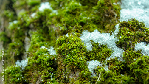 snow covered tree with moss in winter