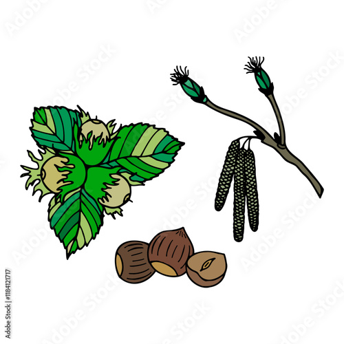 Hazelnut plant with leaves, catkins, and nuts in different stages. Botanical hand-drawn colored illustration. Design for educational materials, print, and packaging Adobe Illustrator Artwork