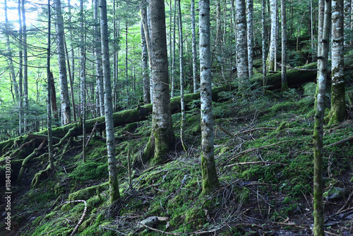 Climbing Mt. Tateshina, Nagano, Japan photo