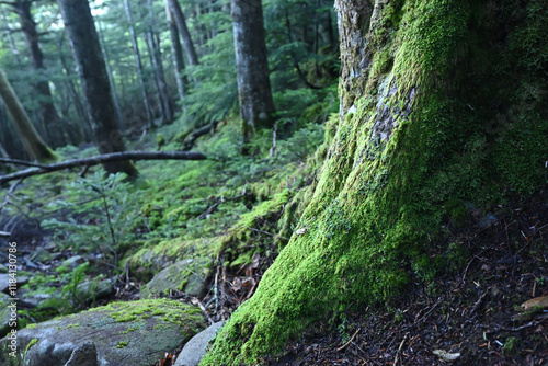 Climbing Mt. Tateshina, Nagano, Japan photo