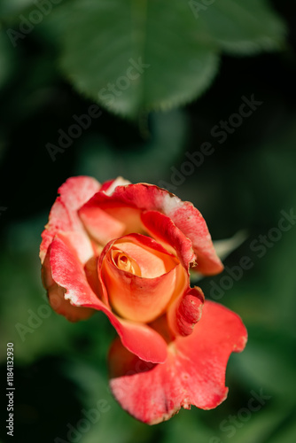 Orange rose in bloom with delicate petals against a lush green background photo