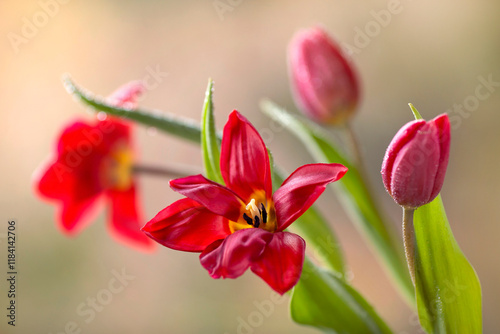  Bukiet czerwonych Tulipanów, tapeta, dekoracja.