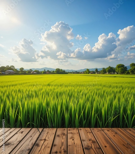Wooden Podium in a Lush Green Rice Paddy Field