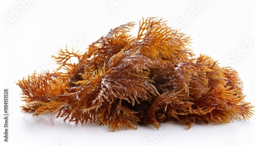 sargassum brown algae isolated on white background photo