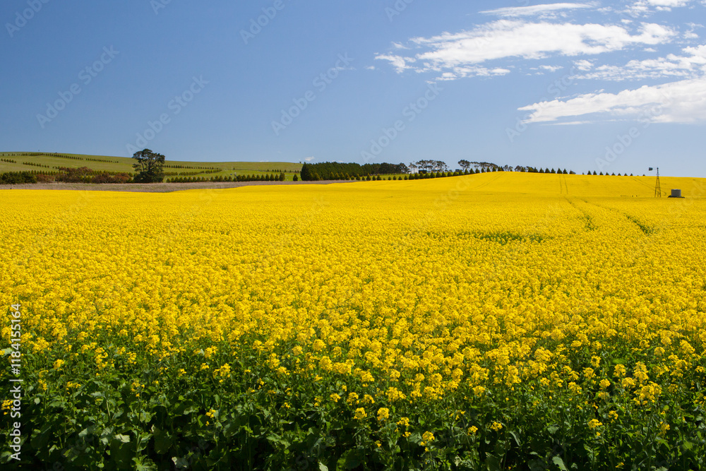 Canola fields shine on a clear sunny day near Creswick in the Victorian goldfields, Australia Canola fields shine on a clear sunny day near Creswick in the Victorian goldfields, Australia