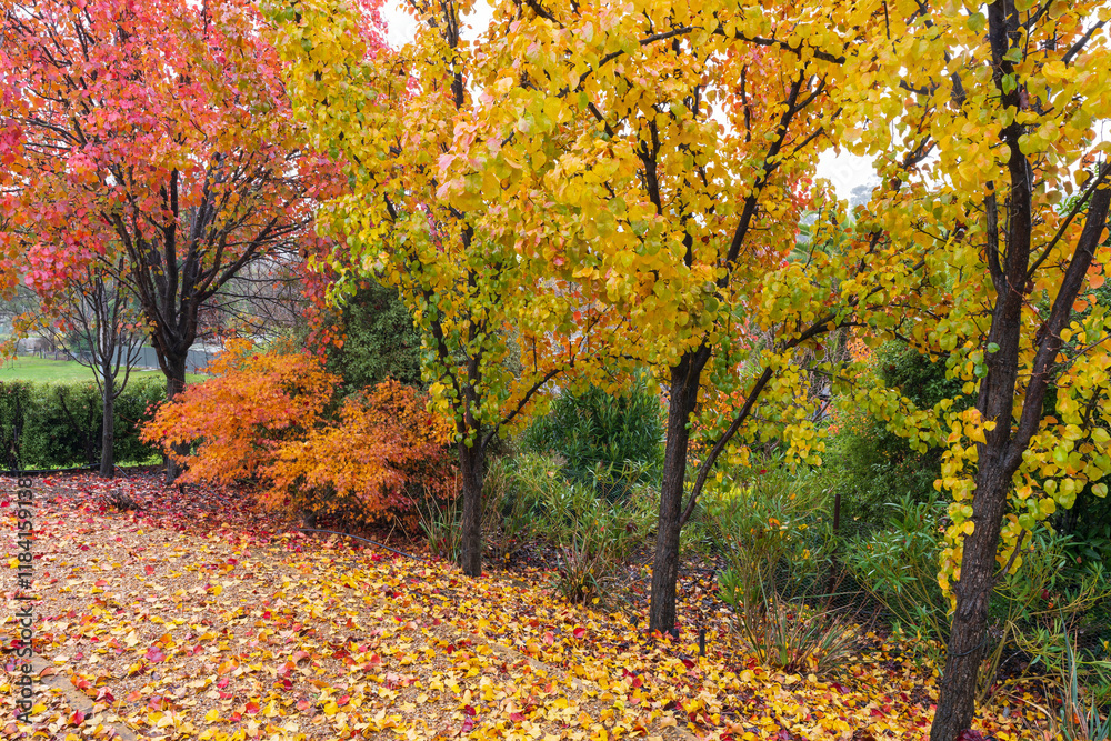 Colourful autumn leaves on trees and and covering the ground in garden Colourful autumn leaves on trees and and covering the ground in garden