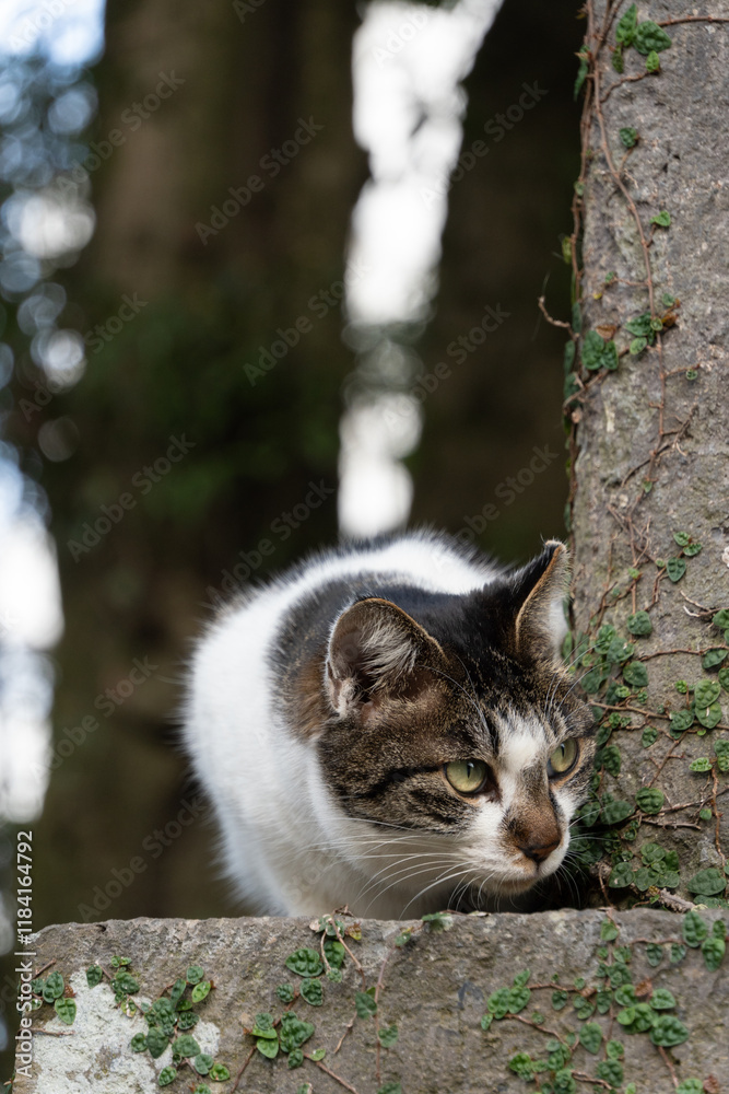 Obraz premium 祠の石の影からひょっこりと顔を出してるキジトラ柄のかわいい野良猫