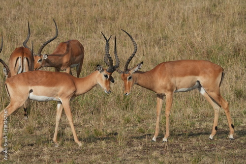 A herd of African impalas grazes peacefully on the savanna of Maasai Mara, Kenya, with a few males locking horns in spirited battles for dominance.