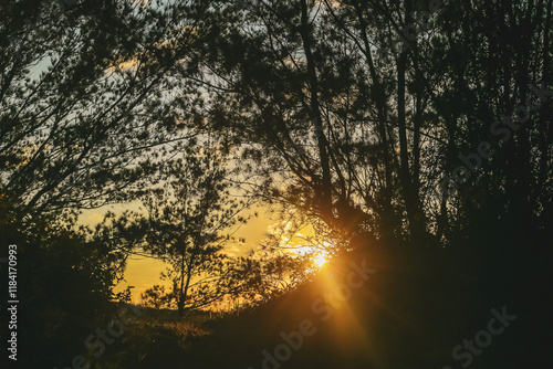 sunrise in the forest