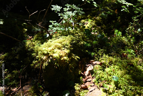 Climbing Mt. Tateshina, Nagano, Japan photo