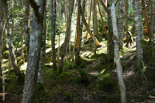 Climbing Mt. Tateshina, Nagano, Japan photo