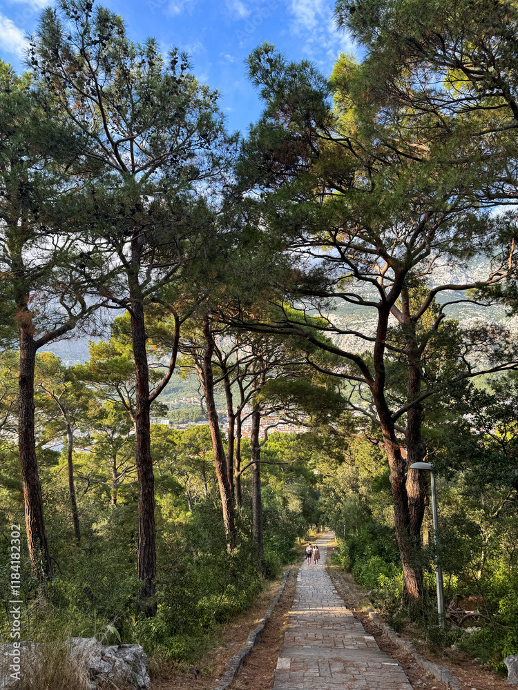 Obraz premium path surrounded by pine trees in the forest