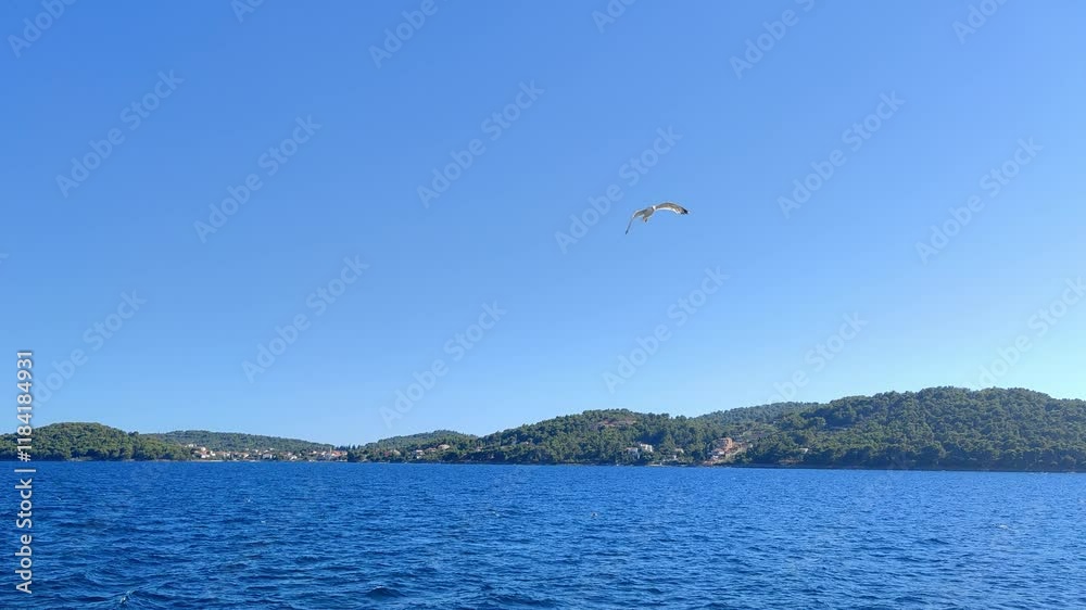 Seagulls Gliding in Boats Wake Maritime Wildlife Portrait
Seagulls Gliding in Boats Wake Maritime Wildlife Portrait