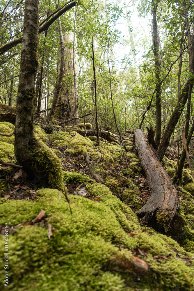 Moss covered rainforest floor Moss covered rainforest floor