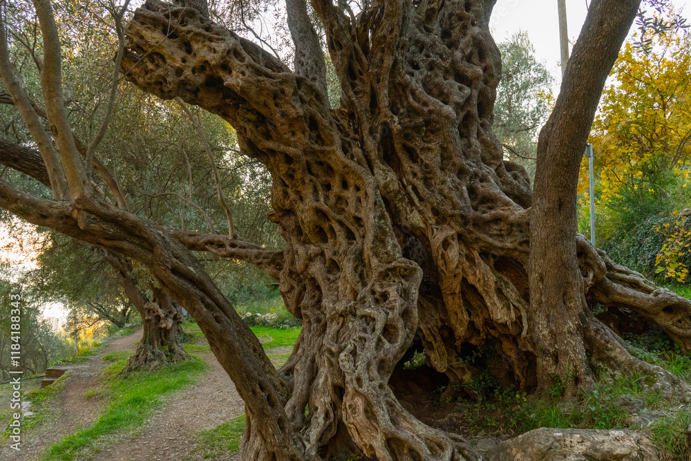 old olive tree, montenegro, photo wallpaper background old olive tree, montenegro, photo wallpaper background