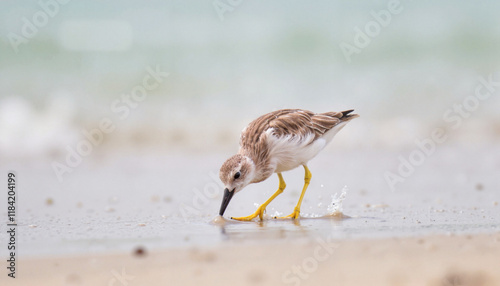 Spoon-billed sandpiper foraging by coastal shore, endangered wildlife photo