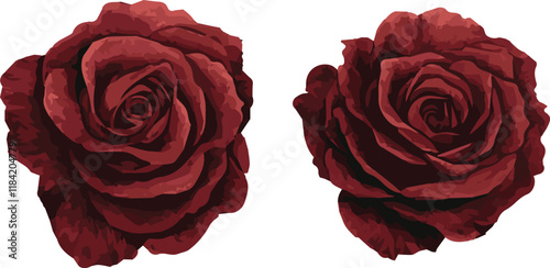 Beautiful dark red crimson set of 2 watercolor handpainted like roses