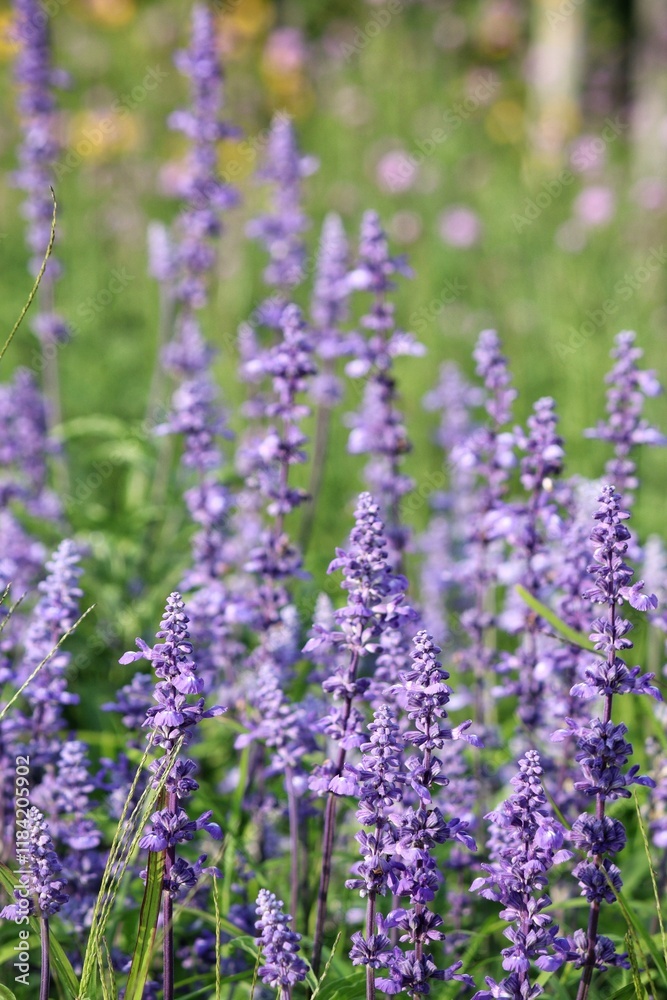 Purple lavender flower and leaves in garden Purple lavender flower and leaves in garden