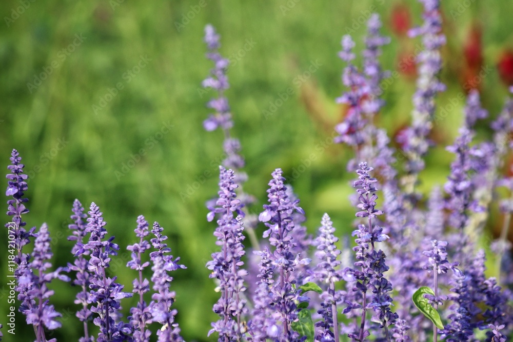 Purple lavender flower and leaves in garden Purple lavender flower and leaves in garden