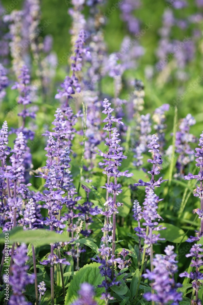 Fototapeta premium Purple lavender flower and leaves in garden
