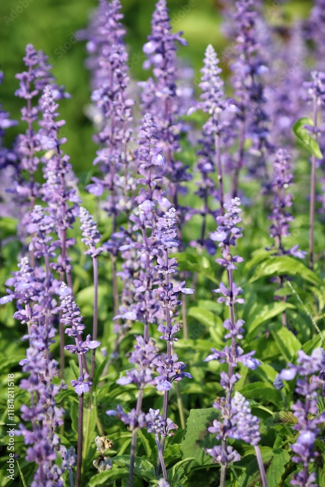 Obraz premium Purple lavender flower and leaves in garden
