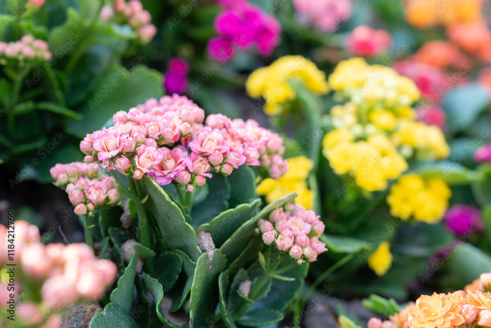 Kalanchoe blossfeldiana 'Shadow'is a nice house plant. Kalanchoe blossfeldiana 'Shadow'is a nice house plant.