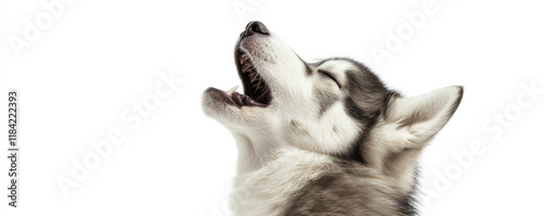 Adorable husky malamute puppy howling with its head tilted back, expressing joy and playfulness. This charming moment captures essence of canine happiness