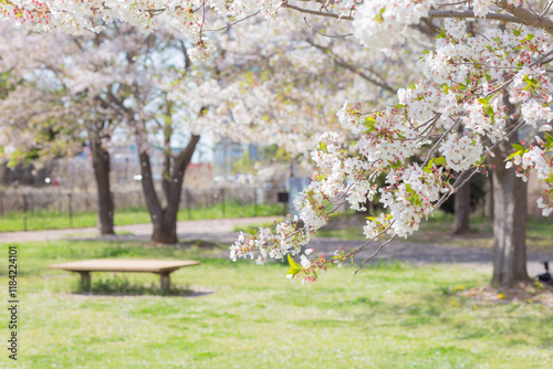 japanese cherry blossom sakura trees with green fresh leaves and empty bench on the green grass in the park of chiba