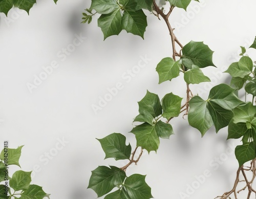 Detailed View of Five Leaved Ivy Branch on White Background , branch, white background, five leaved ivy