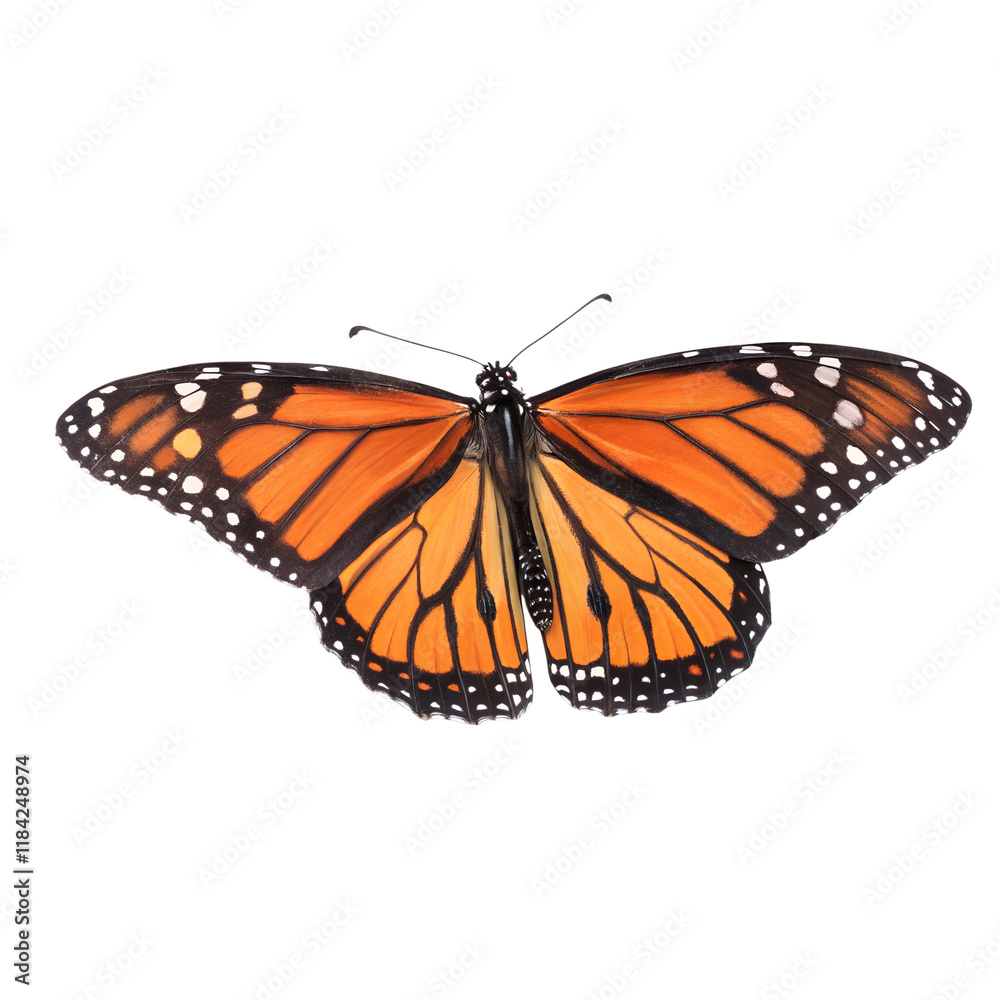 Fototapeta premium top view, Monarch Butterfly is spreading its wings and flying , isolated on a transparent background