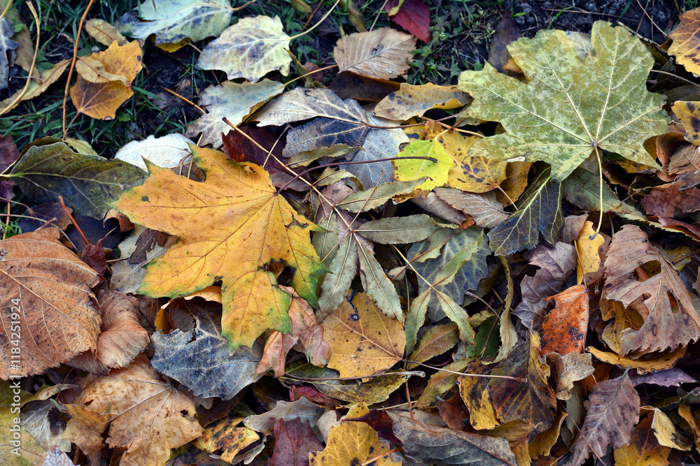 Dry leaves on the ground in a beautiful autumn forest. autumn background, fallen leaves in a forest or park. Grove. selective soft focus. autumn colors, beautiful season. autumn season, first frosts Dry leaves on the ground in a beautiful autumn forest. autumn background, fallen leaves in a forest or park. Grove. selective soft focus. autumn colors, beautiful season. autumn season, first frosts