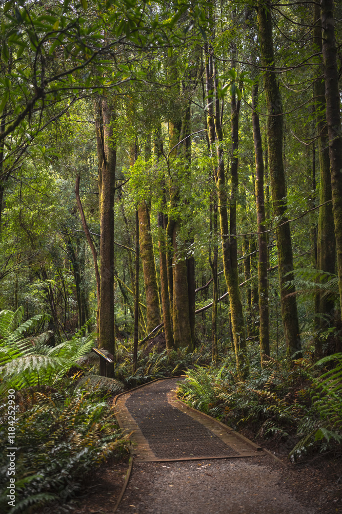 Walking track through temperate rainforest in Tasmania