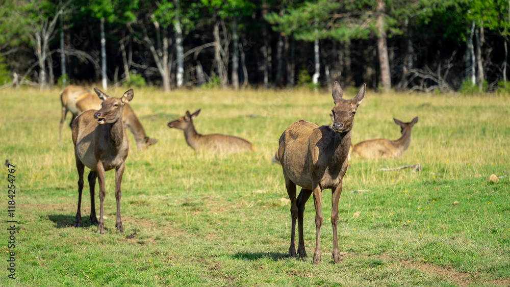 Deer maral or wapiti walk through clearing with green grass on sunny summer day. Deer lie at edge of forest Deer maral or wapiti walk through clearing with green grass on sunny summer day. Deer lie at edge of forest
