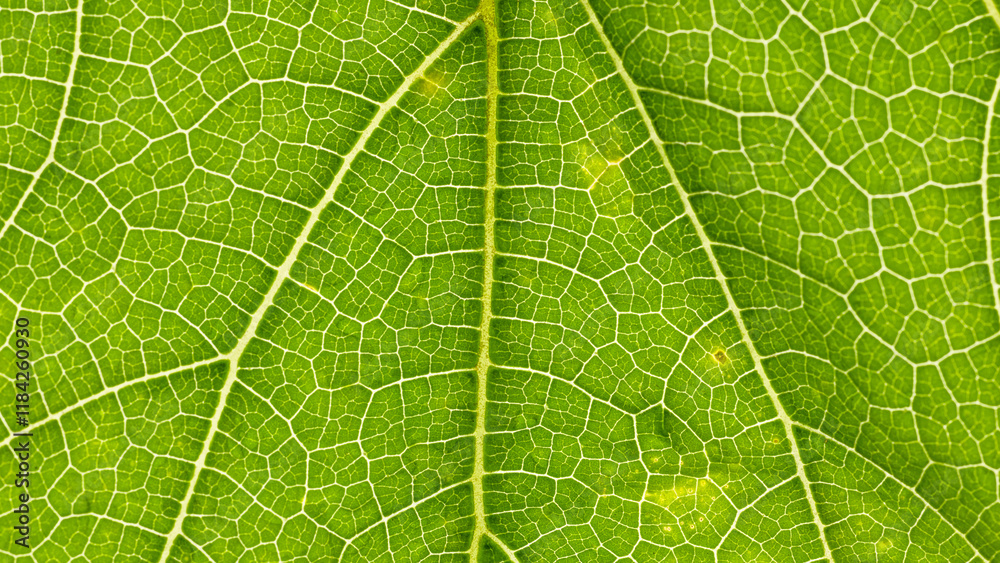 A close-up of a pumpkin leaf. A close-up of a pumpkin leaf.